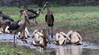 Pelicans in Gorongosa NP, Mozambique