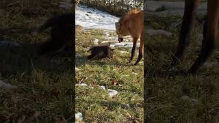 Three Maned Wolf Pups Born at the Smithsonian Conservation Biology Institute