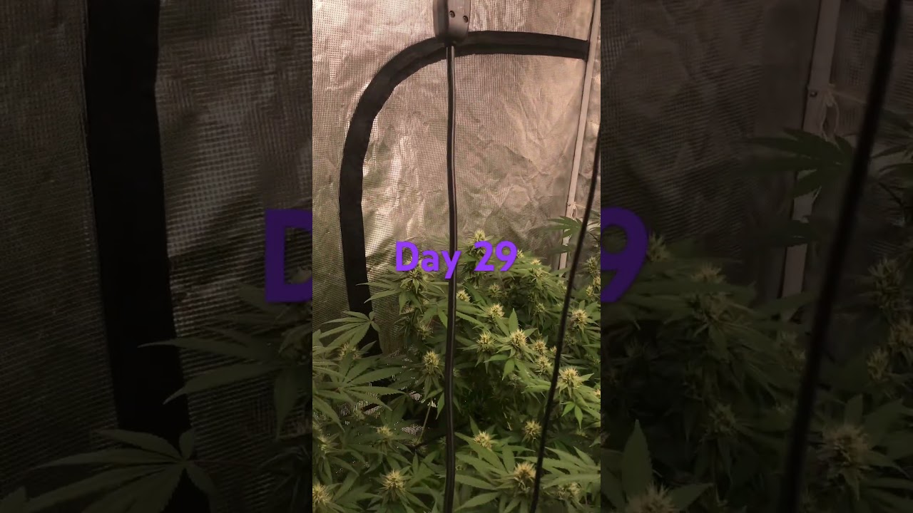 Flower Day 29 4x4 living soil Citradelic Sunset