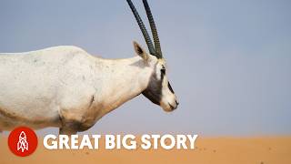 How Did This Animal Survive Extinction In Dubai? by Great Big Story 255,825 views 2 weeks ago 4 minutes, 13 seconds