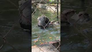 The otter swimming Tamao Mountain Zoo