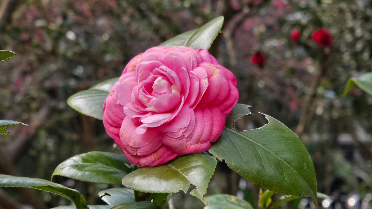 115 01 19陽明山花卉中心pds