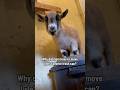 Let’s just say that Lyle was starting drama AGAIN #goats #babygoats #funnyanimals #farm #pets #funny