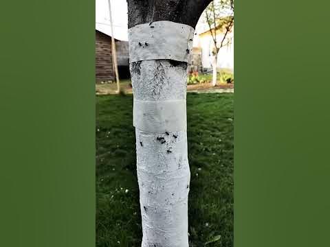 лайфхак защита дерева от муравьев - YouTube