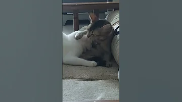 Mashallah Bangladesh Cats Cute Viralvideoシ Love Viralshorts Saiyaara Bestfriends 