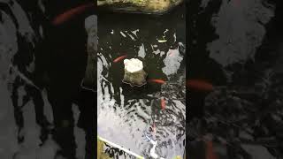 Download Lagu TERLUNTA LUNTA MP3