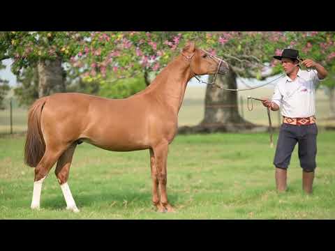 LOTE J - BASCO MONARCA - TE