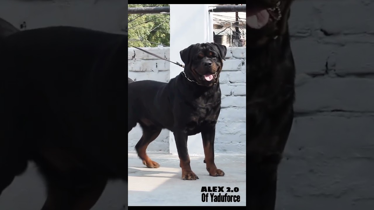 Rottweiler