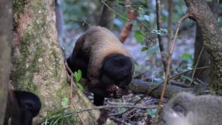 Red-backed Bearded Saki