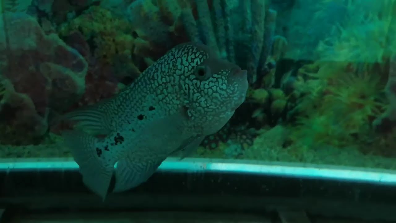 Fish Aquarium in Pondicherry | GARRUDA PARK | Vlog