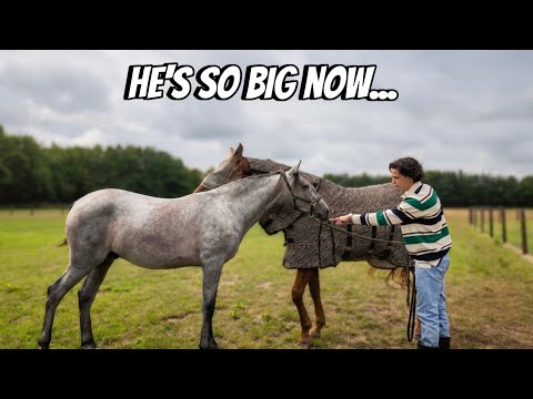 15-Month-Old Foal Update, an Exciting New Tackroom Arrival & Barn Renovation Progress!