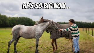15-Month-Old Foal Update, an Exciting New Tackroom Arrival & Barn Renovation Progress!