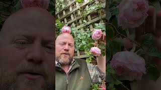The generous Gardner from @david_austin_roses #gardenerben screenshot 4