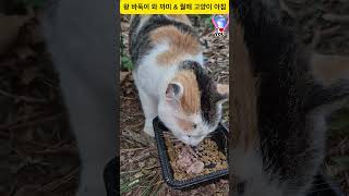 왕 바둑이 와 까미 & 월매 고양이 아침#고양이#레트로감성 #catvideo #streetcats #dailycats