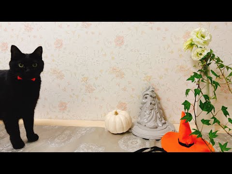 ハロウィンを待ち望みいつものお散歩を愉しむ黒猫🐈‍⬛🎶 A black cat