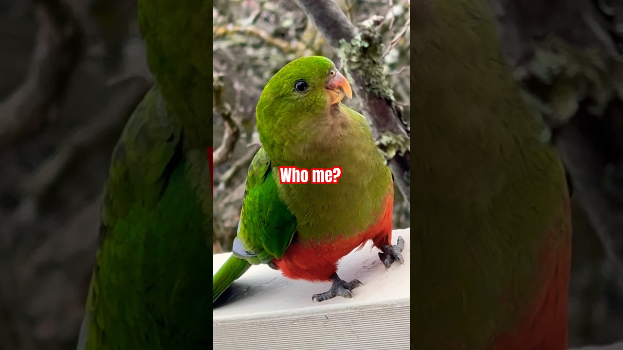 Stunning Mrs King Parrot Call Sound Walk 🦜🥹 