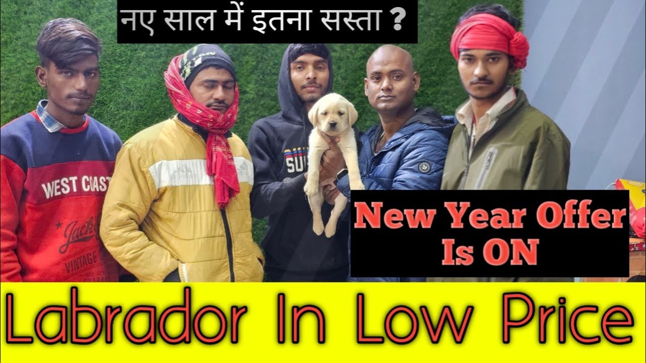 Labrador In Low Price Dog Shop In Maner Free Dog Delivery In Patna