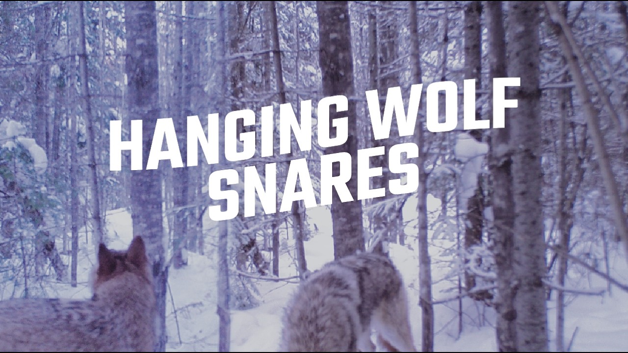 Подвесные ловушки для волков | Ред-Лейк, Онтарио