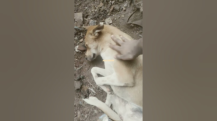 le dog: ലവൻ mobile ആയിട്ട് വരുന്നുണ്ട് ഉറങ്ങിയ പോലെ കിടക്കാം... ഇന്നവൻ്റെ shorts govindha #dogs