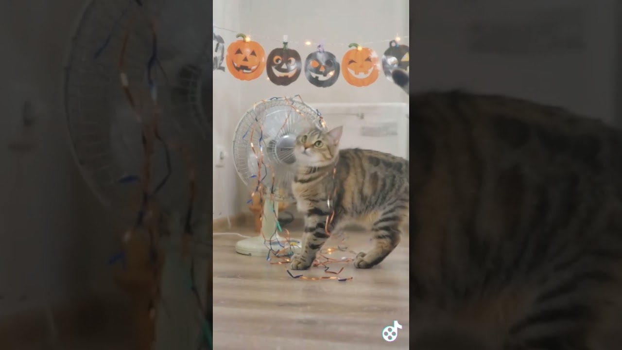 Epic Cat Fails Shorts 