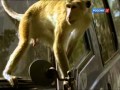 Умные обезьяны   1