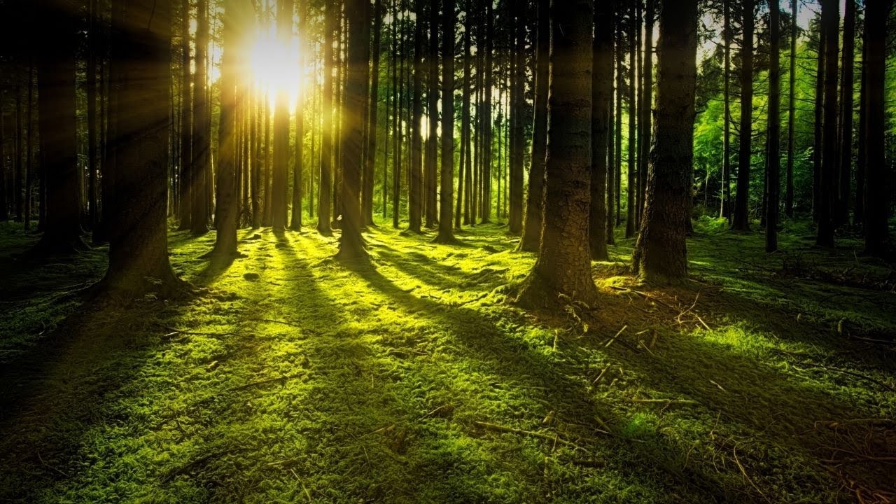 MUSIQUE RELAXANTE POUR TRAVAILLER BRUIT DE LA NATURE ET OISEAUX 2021