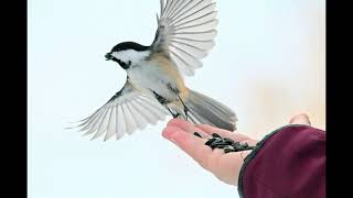 Chickadee