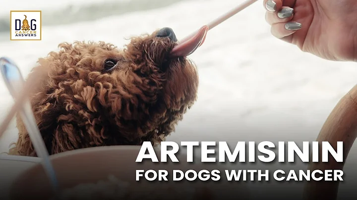 Artemisinin for Dogs with Cancer | Dr. Nancy Reese...