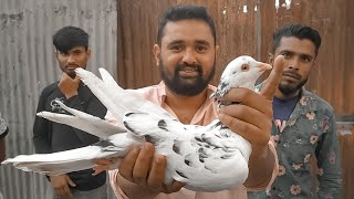 বাংলাদেশের সবথেকে বড় কবুতর | ঘোড়াশাল কবুতর হাট