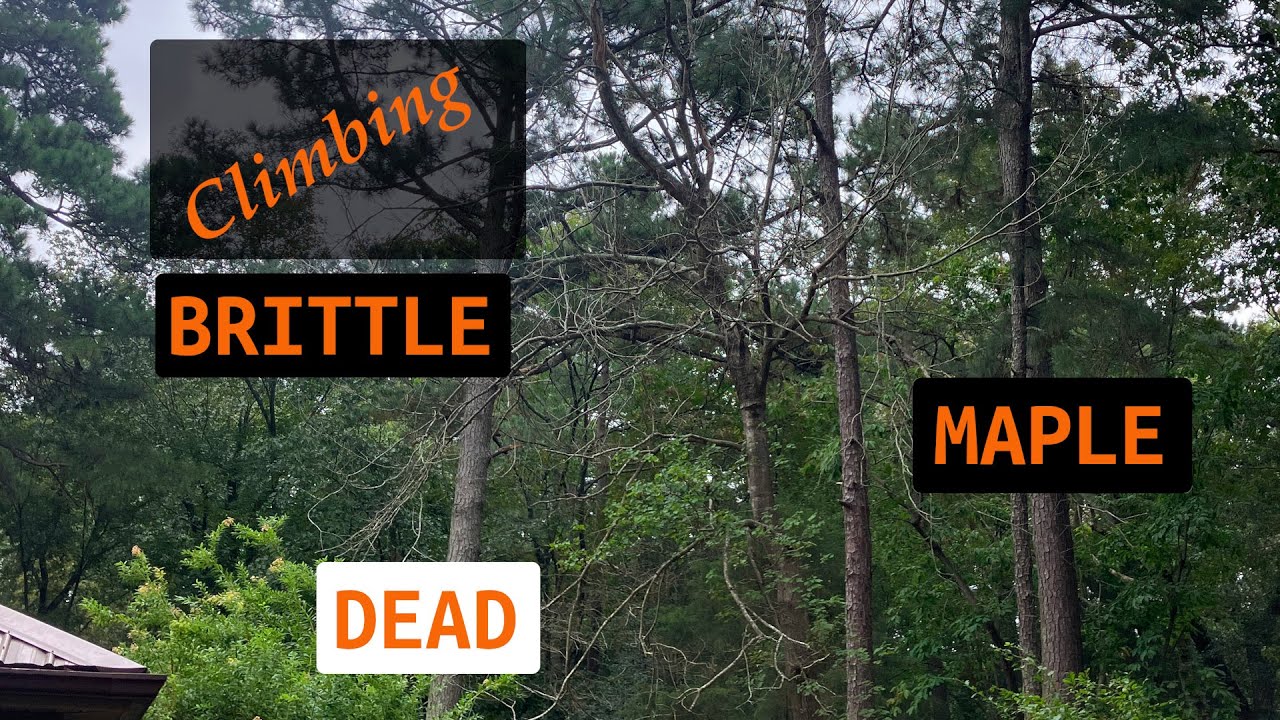 Climbing Sketchy Dead Silver Maple - YouTube