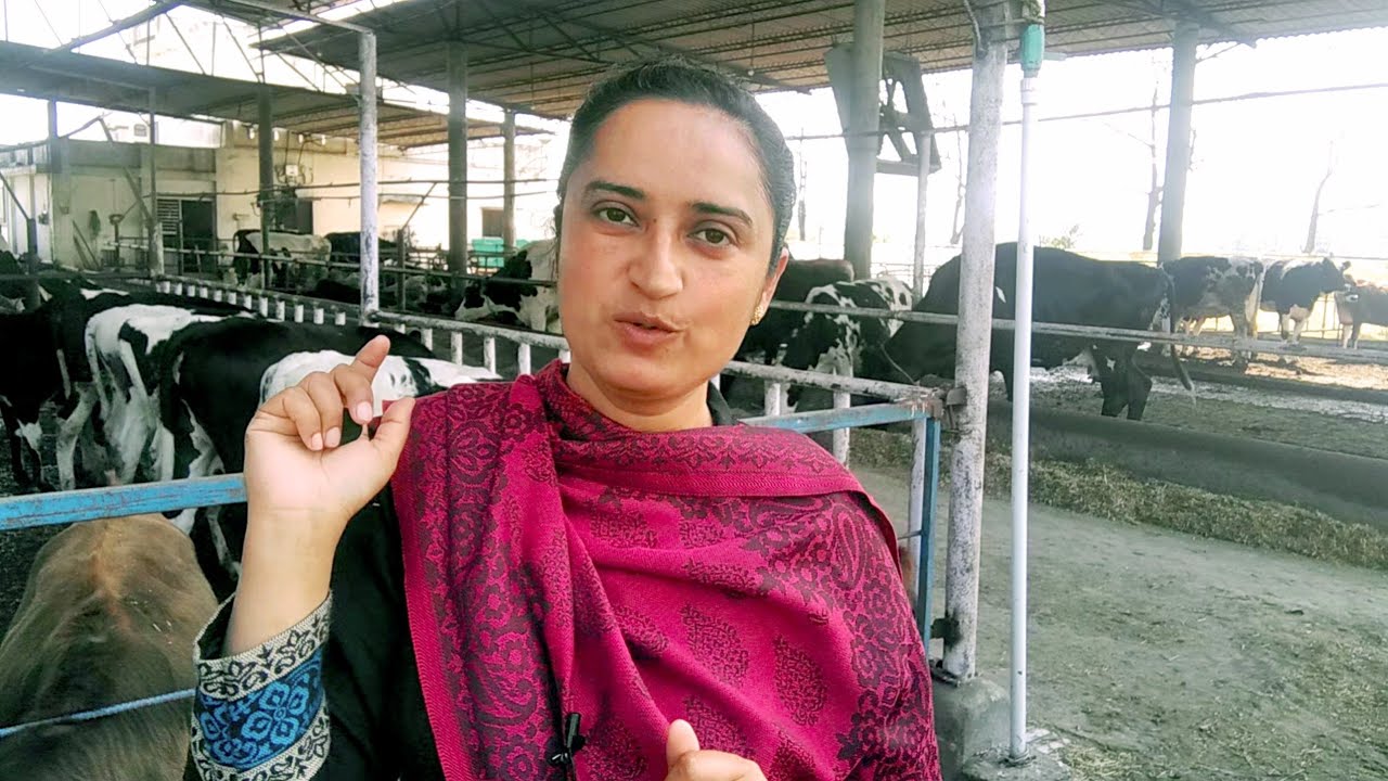 MILK feed formula 🔥👌and conception rate 100 kg formula