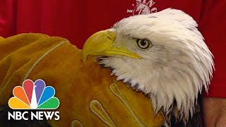 Father And Son Rescue Bald Eagle | Archives | NBC News