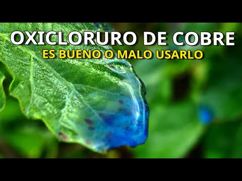 Video: Qué es el bactericida: cómo y cuándo usar el bactericida en el jardín