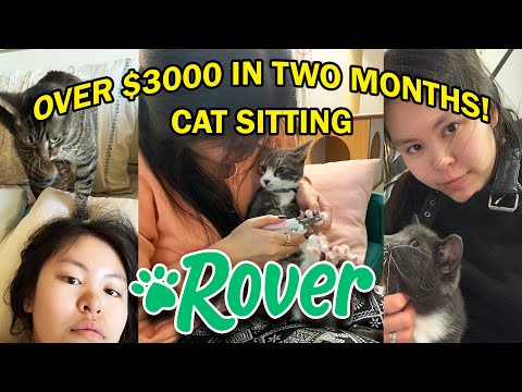 All You Need to Know about Rover.com as a Sitter | Review, Pros & Cons, & Tips (CAT SITTER)