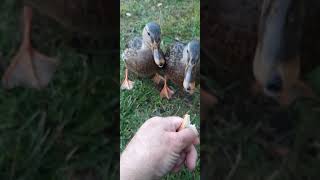 Брестская крепость🗿  смелые 🦆🦆