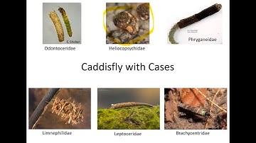 2022 MiCorps Stream Macroinvertebrate Identification
