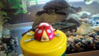 SQUIRT THE TURTLE AND LADYBUG.AVI