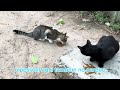Bichinhos que a população ajuda em um parque municipal - Parque ambiental