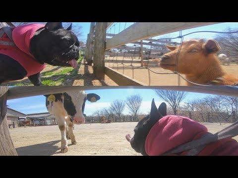 初めてヤギ 牛を間近で見た犬の反応 成田ゆめ牧場 Youtube