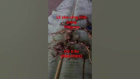 Lô sâm ngọc linh rừng chuẩn rừng tự nhiên hiếm có khó tìm vừa đẹp vừa rẻ 140gram #sâm_ngọc_linh_rừng