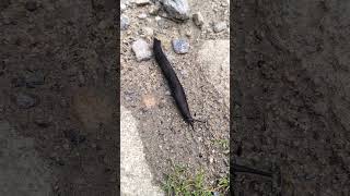 Краснокнижный черный слизень #дикиеживотные #горы #приэльбрусье #краснаякнига