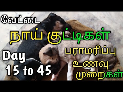 Dog pappy care // food & Maintenance // நாய் குட்டிகள் பராமரிப்பு மற்றும் உணவு கொடுக்கும் முறை