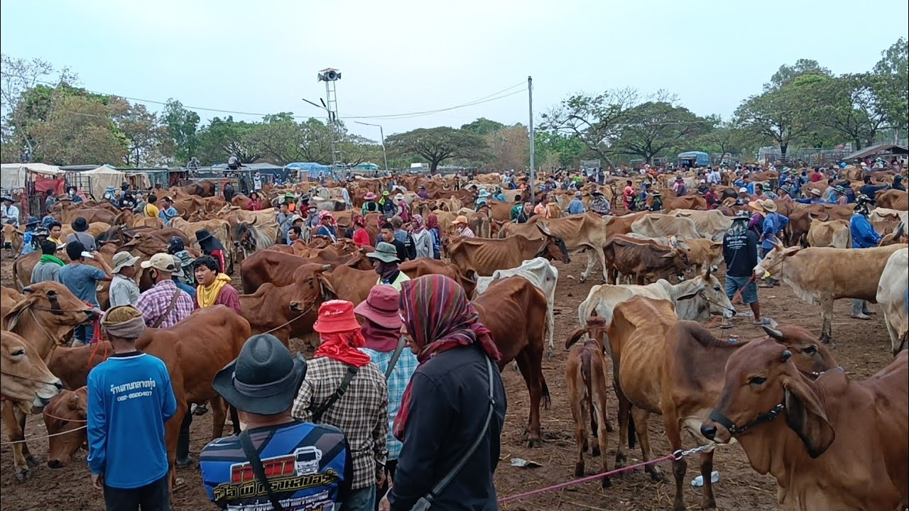 คึกคัก!!! วัวอ้วนขาดตลาด ดึงวัวจ่อย ราคาขยับตาม!!? ตลาดวัววันนี้ 6/3/69