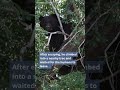 Black bear stuck in Colorado Springs storm drain