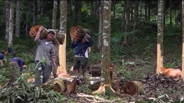 Tin Tức 24h Mới Nhất: Xuân về nơi vùng đất quế Yên Bái