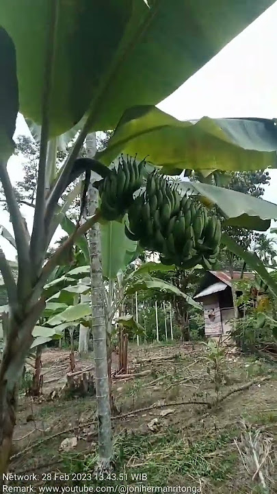 Kebun Pisangku, Kami Menyebutnya Pisang Jantan