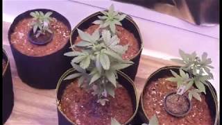 Sensible Seeds Autoflower Organic Grow Part #2: Spider Farmer SF 1000 LED