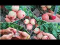 Harvest//variety seeds//సీజన్ ఐపోయాక ఈ పండ్లు..#YouTube#Subscribemychannel