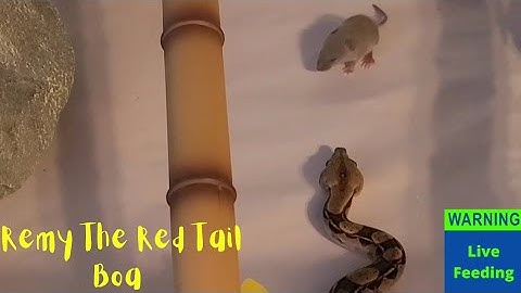 ⚠️Warning Live Feeding⚠️ Remy The Red Tail Boa