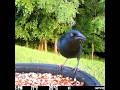 Common Grackle has come to eat birdseed 6/8/26